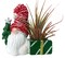 Ceramic Gnome with Red Hat Planter plus Live Air Plant - Tillandsia